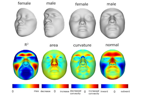 Male-Female-comparison-1.jpg