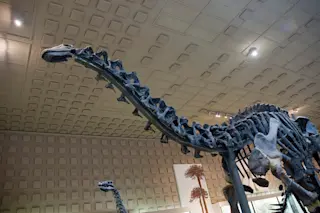 Brontosaurus