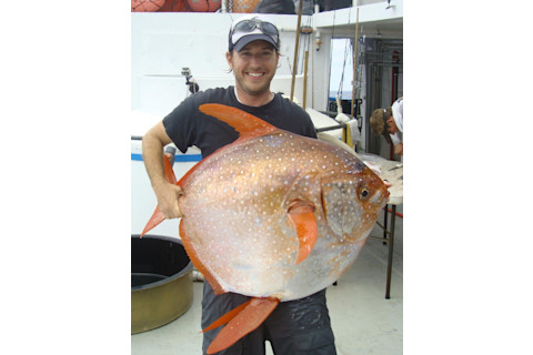 Scientists Identify the World's First Warm-Blooded Fish | Discover Magazine