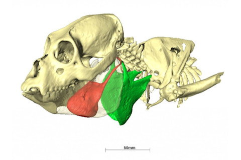 hyoid-1024x760.jpg