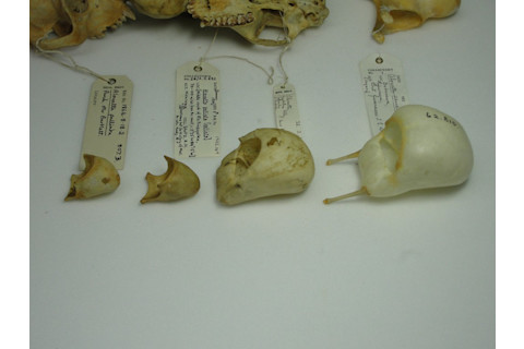 57.-Alouatta-hyoid-bones-1.-Jacob-Dunn-1024x768.jpg