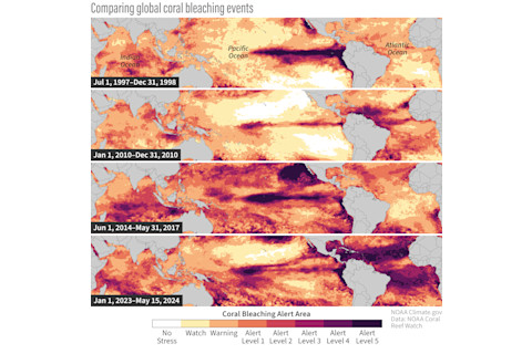 Coral Bleaching