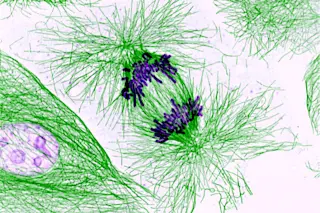cells-dividing.jpg