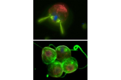 mutationgraphic-400x593-202x300.jpg