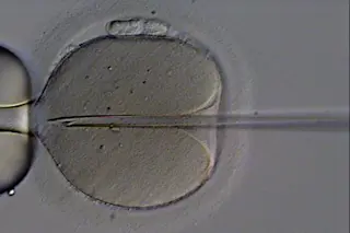 embryo.jpg