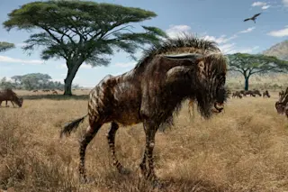 Rusingoryx-atopocranion-1024x670.jpg