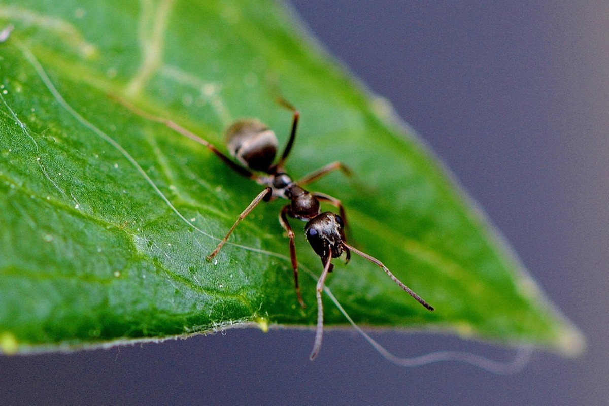 s*i様 正月セール！DeliciousTaylormade The ANTアン Colorado Queen Ants and Ant Colonies for Sale | Antlantis - Antlantis