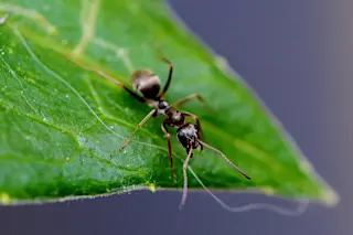 ant-771071_960_720.jpg