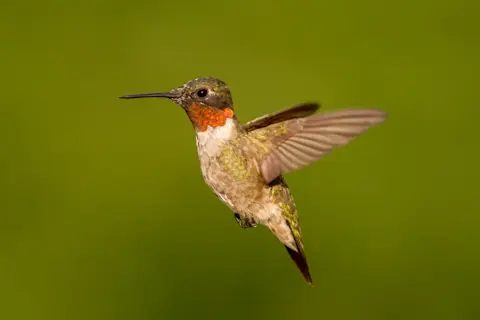 What is a Hummingbird: Stunning Facts You Need to Know