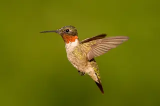 shutterstock_306896456.jpg