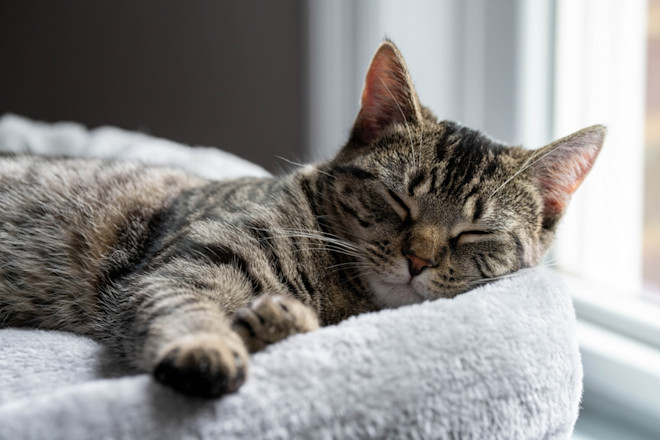 Where Cat Sleeps on Bed Meaning: Uncover Hidden Feline Secrets