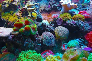 coral-567688_960_720.jpg