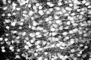 neurons.jpg