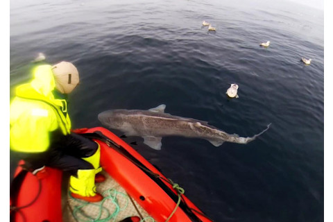 shark-catch-release2.jpg