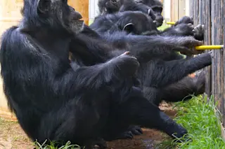 chimpanzees-cooperating-1024x905.jpg
