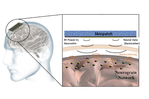 neurograins.jpg