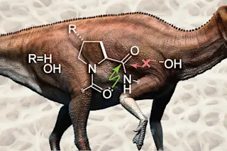 Dino Collagen