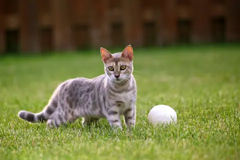 Do Cats Know They'Re Playing With Toys? Surprising Insights Revealed