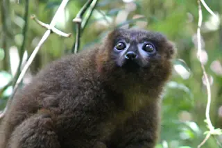 Lemur2_Credit-Stacey-Tecot.jpg