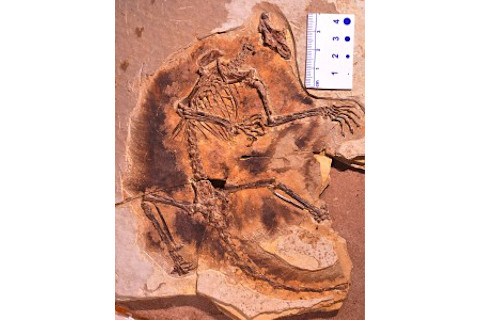 Maiopatagium_Fossil_lg-234x300.jpg