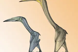 Pterosaurs, Inabtanin alarabia and Arambourgiania philadelphiae