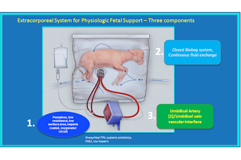 artificial-placenta-lamb.png