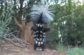OrganismPhotograph2_SpottedSkunk.jpg