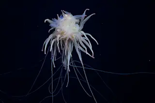 Scicam Bathyphysa flying spaghetti monster