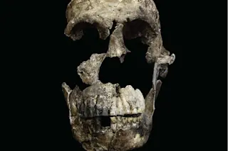 6.neo-skull-frontal-view.jpg