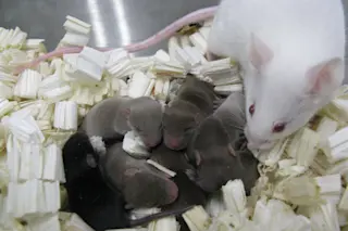 Mice from freeze dried sperm - Wakayama et al.