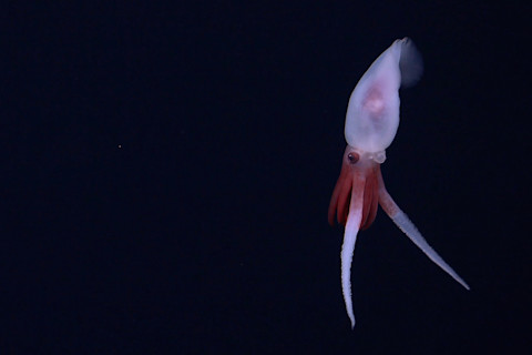 Scicam Promachoteuthis squid