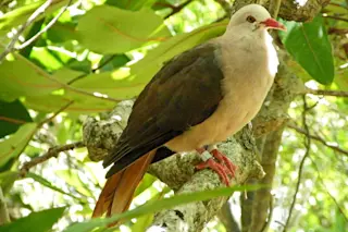PinkPigeon.jpg