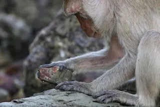 Macaque.jpg