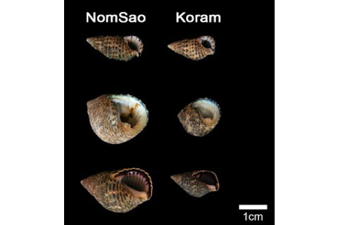Shells-280x300.jpg