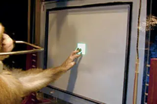 yis-monkeys29-rotating.jpg