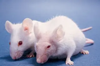 yis-mice39.jpg