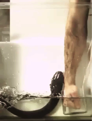 electric-eel-leap.gif