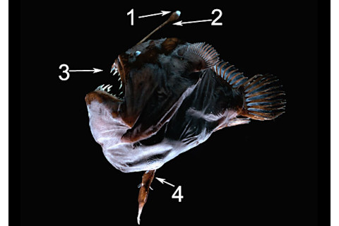 anglerfish.jpg