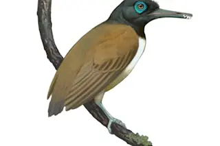 Teeth and Beak