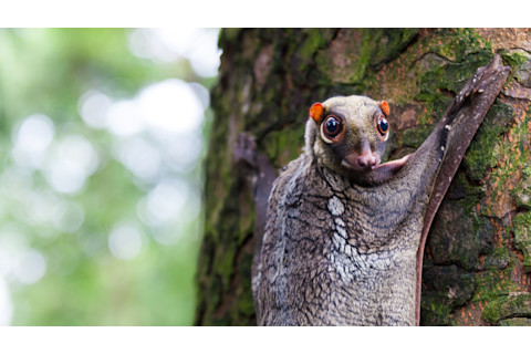 Sunda colugo, flying lemur