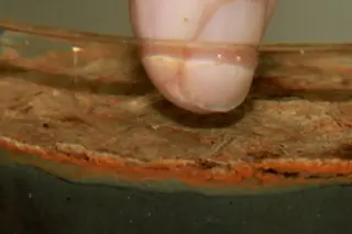 bacteria.jpg
