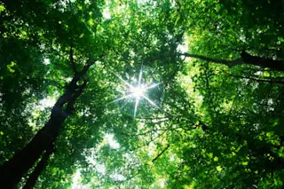 trees.jpg