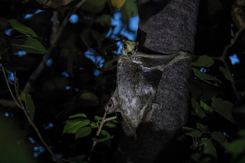 Sunda flying lemur parent with baby