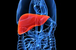 liver.jpg