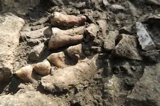 Fossilized Neanderthal Thorin Bones