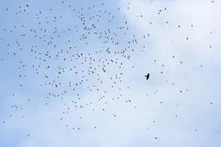 Mobbing in birds: Small birds fly together against a larger bird