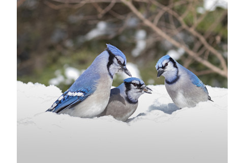 Blue jays in the snow