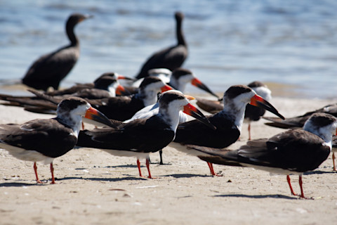 Black skimmers