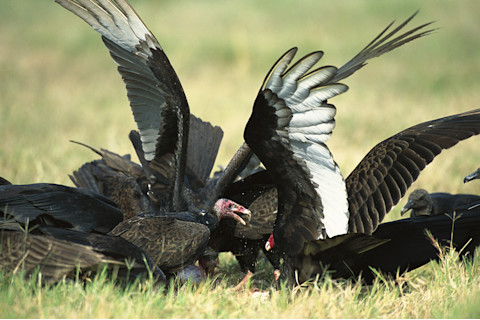 vultures.jpg