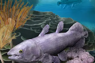 A live recreation of the Ngamugawi wirngarri coelacanth swimming underwater in its natural habitat